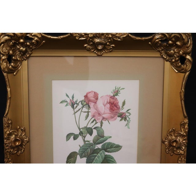 French Provincial Mid 20th Century Large Framed Pierre-Joseph Redouté "Rosa Centifolia Foliacea" Botanical Reproduction Print For Sale - Image 3 of 5