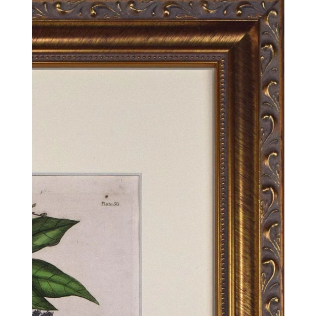 Paper 19th Century Antique Hand Colored Tropical Botanical Engraving- Mimosa For Sale - Image 7 of 8