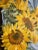 Yellow "Sundown" Modern Original Oil Painting, by Jennifer Hohlfelder For Sale - Image 8 of 10