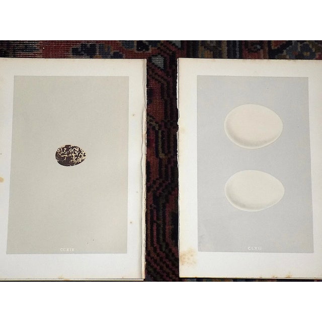 Antique 19th Century Hand Colored Egg Lithographs - Set of 9 For Sale In Cincinnati - Image 6 of 9
