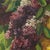 Vandewalle, Still Life Painting with Lilacs, 1960s, Canvas For Sale - Image 12 of 16