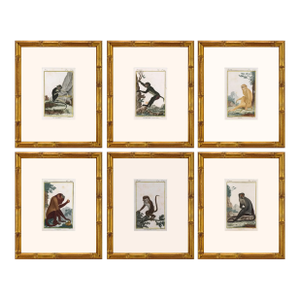 Original Early 19th Century French Monkey Engravings- Set of 6