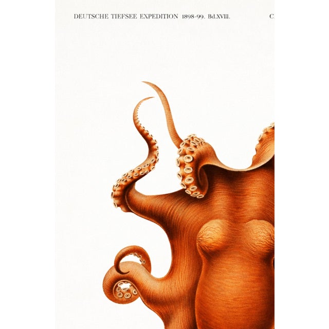 Not Yet Made - Made To Order Antique Reproduction Octopus Study, Deep Sea Expedition Illustration, Coastal Marine Art Print, 24" × 36" For Sale - Image 5 of 9