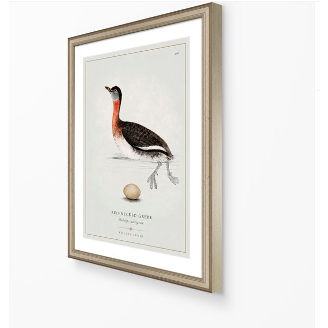 William Lewin 1789 Waterbirds Fine Art Gallery Board Print - The Red Necked Grebe For Sale - Image 11 of 12