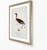 William Lewin 1789 Waterbirds Fine Art Gallery Board Print - The Red Necked Grebe For Sale - Image 11 of 12