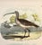 Illustration Sandpipers & Curlew by Studer, 1878 (Unframed) For Sale - Image 3 of 4
