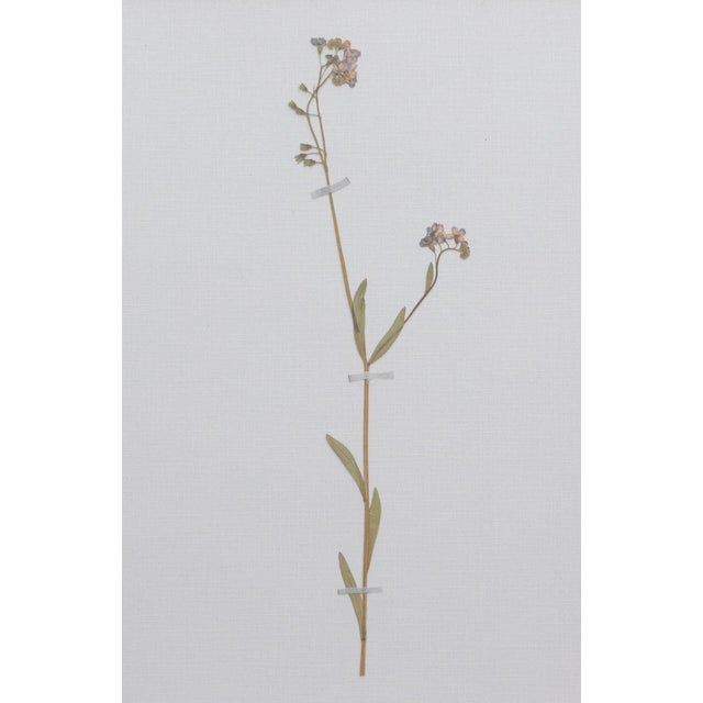 Custom Framed Antique Swedish Botanical Herbariums - Set of 4 For Sale - Image 10 of 11