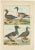 Late 18th Century Bernard, Four Ducks, 1792, Hand-Colored Copper Engraving For Sale - Image 5 of 6
