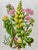 Antique W. Dickes & Co. Botanical Print From England Showcasing Varieties of Stonecrop Flowers, Wall Pennywort, House Leek & Orpine - Circa 1870 For Sale - Image 9 of 12
