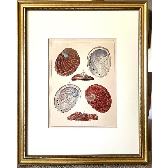 Printmaking Materials Original Antique Lithograph of Abalone Sea Shells by F. H. Martini 1837 For Sale - Image 7 of 7