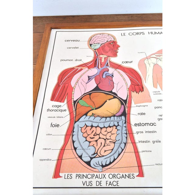 Vintage Double Sided School Posters in Frame of the Human Body, 1950s For Sale - Image 3 of 18
