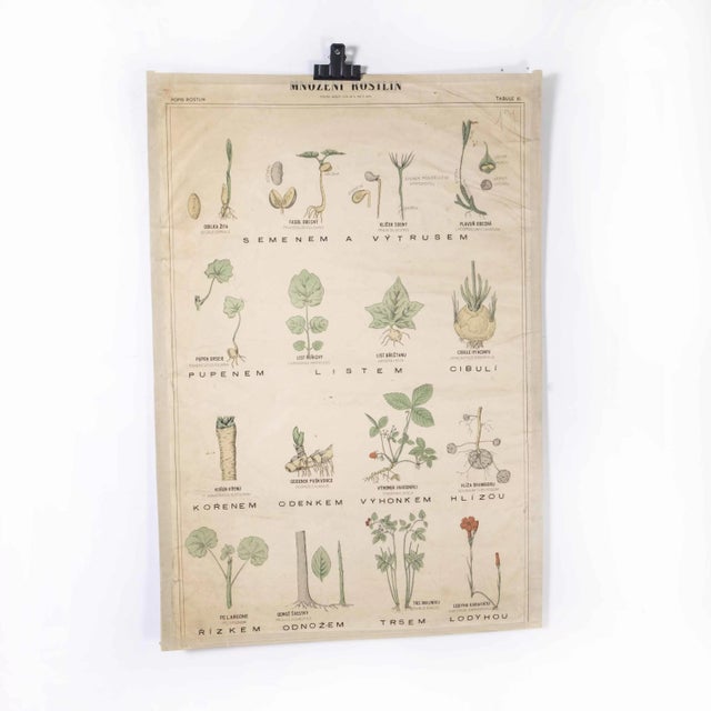 Czech Educational Flower Poster, 1920 For Sale - Image 4 of 5