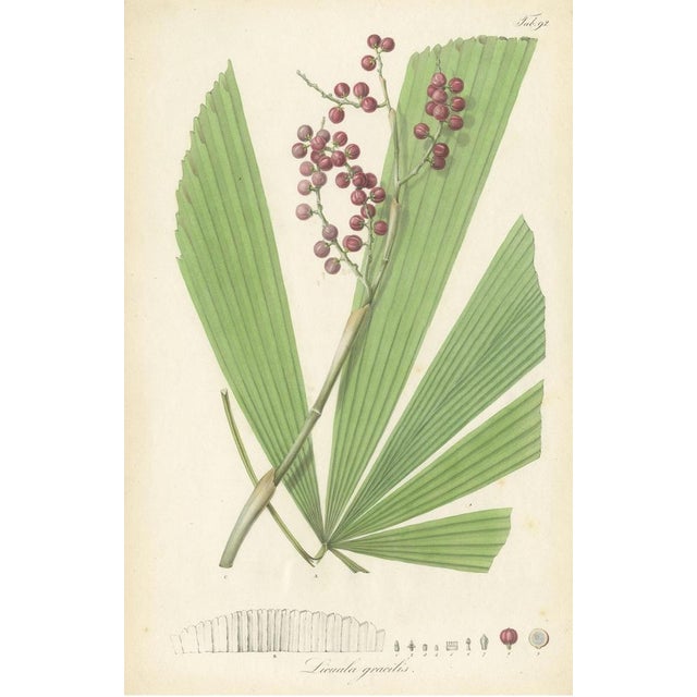 Blume, Botany Illustration of Licuala Gracilis, a Fan Palm, 1836, Print For Sale - Image 3 of 6