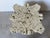 1970s Vintage Carved Stone Corinthian Capital Architectural Coffee Table Base For Sale - Image 4 of 12