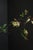 1950s Hand-Painted Iron Folding Screen with Birds and Flowers, 1950s For Sale - Image 5 of 16