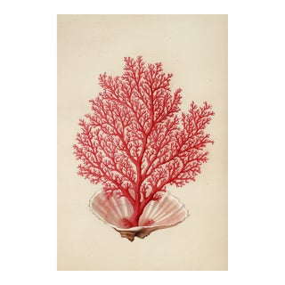 Red Coral and Seashell — Natural History Fine Art Print For Sale