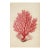 Red Coral and Seashell — Natural History Fine Art Print For Sale