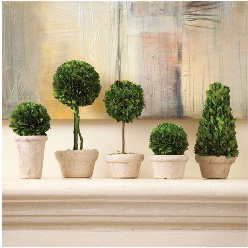 The Boxwood Topiaries In Pots - Set Of 5 Real English boxwoods, preserved and painstakingly assembled by our masterful...