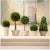 The Boxwood Topiaries In Pots - Set Of 5 Real English boxwoods, preserved and painstakingly assembled by our masterful...