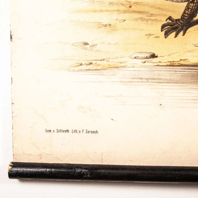 German Snake and Crocodile Educational Chart, 19th Century For Sale - Image 10 of 16