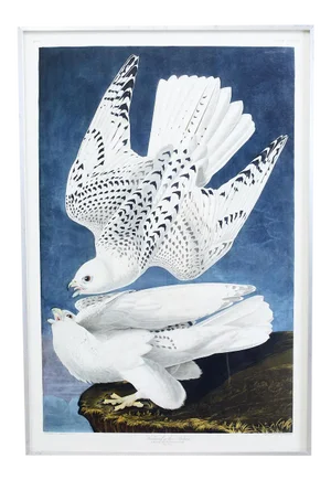 Audubon Iceland or Jer Falcon Plate #366 Havell Oppenheimer Edition