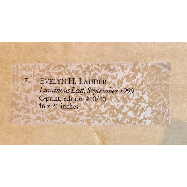 1990s Evelyn Lauder, Luminous Leaf Color Photo C Print Foliage Vintage Plant Photograph Evelyn Lauder, 1999 For Sale - Image 5 of 10