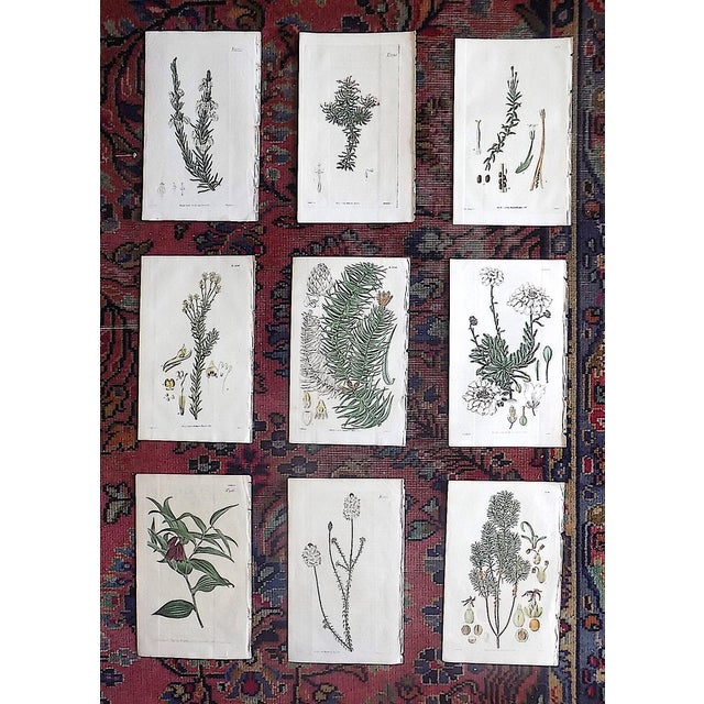 Green Authentic Antique Early 19th Century Hand Colored Copperplate Botanical Engravings - Set of 9 For Sale - Image 8 of 8