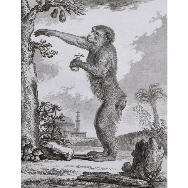 18th Century 18th Century Original French Monkey Engraving by Buffon 1789 For Sale - Image 5 of 8