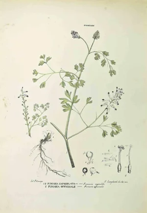 Vincenzo Tenore, Fumariaceae, Lithograph, 1870s