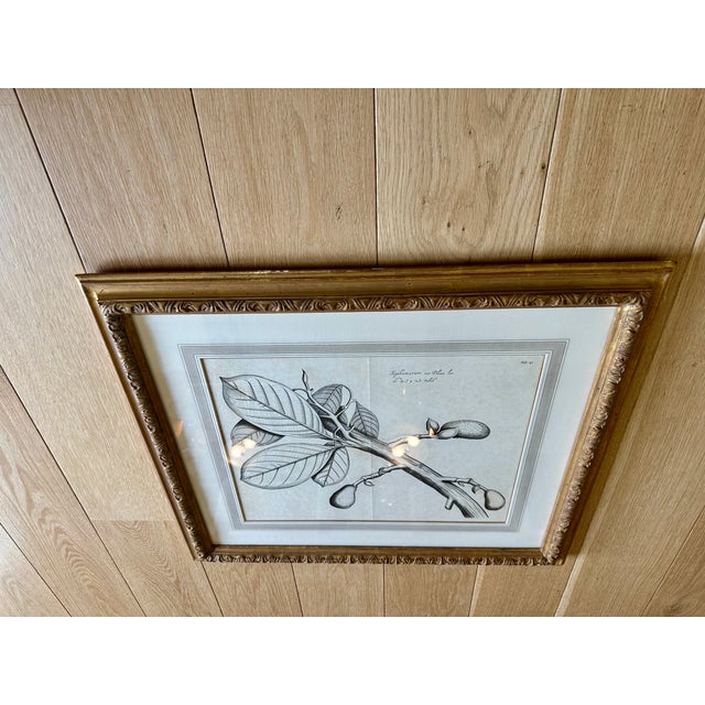 2000 - 2009 Dennis & Leen Botanical Print With Gilded Frame – DL-Art 39 For Sale - Image 5 of 9