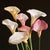 Sculpted Petals Contemporary Photograph For Sale