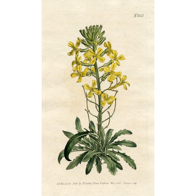 Original early-1800s hand-colored botanical print published in "Curtis's Botanical Magazine", the oldest and longest...