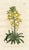 Original early-1800s hand-colored botanical print published in "Curtis's Botanical Magazine", the oldest and longest...
