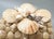 Tan Vintage Handmade Seashell Encrusted Lidded Box – Coastal / Organic Modern For Sale - Image 8 of 14