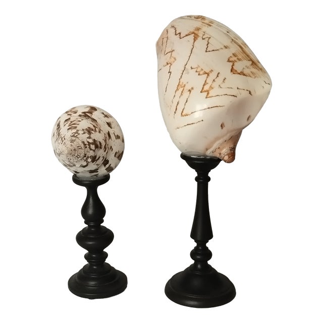 Vintage Real Seashells on Black Wooden Stands, 1960s, Set of 2 For Sale