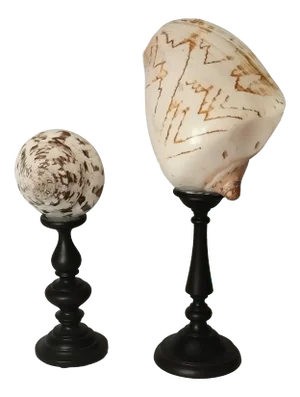 Vintage Real Seashells on Black Wooden Stands, 1960s, Set of 2