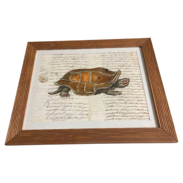 2000 - 2009 Vintage Natural History Turtle Illustration Framed Print For Sale - Image 5 of 12