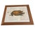 2000 - 2009 Vintage Natural History Turtle Illustration Framed Print For Sale - Image 5 of 12