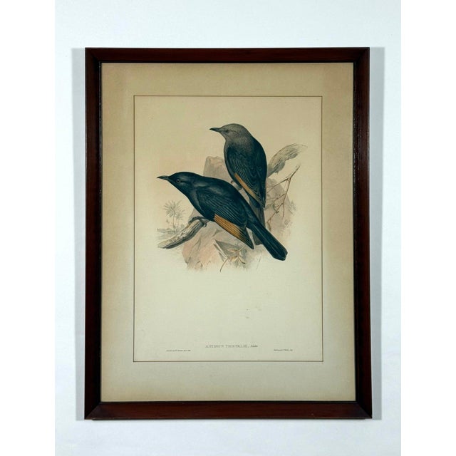 Original 19th Century John Gould & Henry Richter Hand-Colored Lithograph - Amydrus Tristrami For Sale - Image 10 of 10