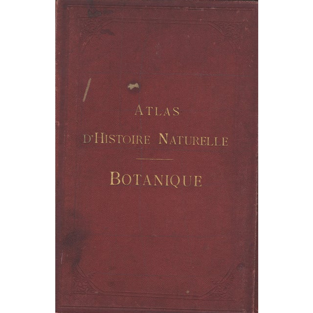 1860's French Antique Botanical Chromolithograph-Autumn CROCUS-Documentation, Matted For Sale - Image 4 of 5