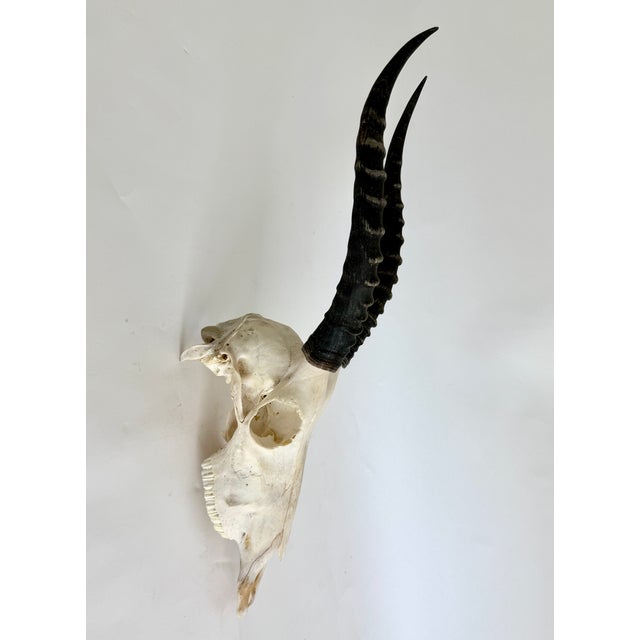 Natural African Blesbok Skull W/Polished Horns For Sale - Image 4 of 6