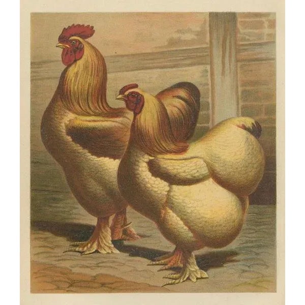 Volschau, Golden Cochinchina, Lithograph, 1888 For Sale - Image 4 of 10