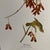 Shabby Chic 1960s After Audubon Bobolink Print For Sale - Image 3 of 3