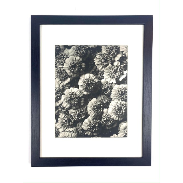 1940s 1940s Framed Botanical Blossfeldt Print - No. 32 For Sale - Image 5 of 5
