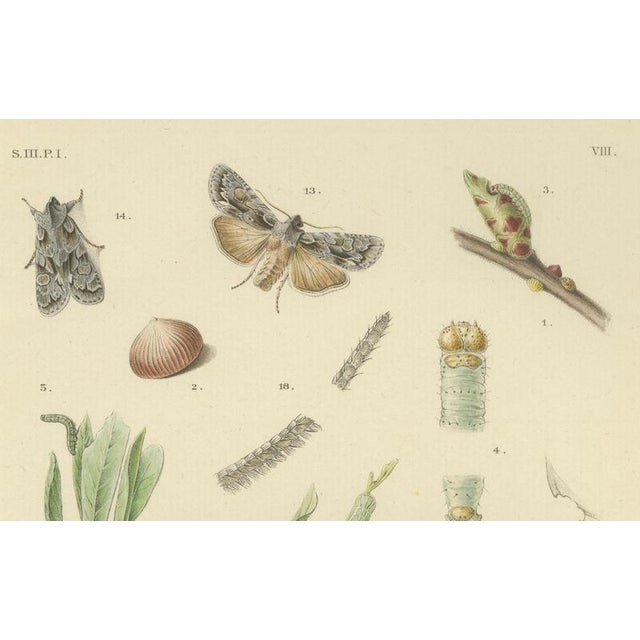 1900 - 1909 Sepp & Brants, Xylina Lambda Ortholithia Moths, 1905, Paper, Set of 2 For Sale - Image 5 of 10