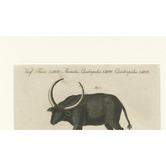 Early 19th Century Antique Wild Buffalo and Long Horns Engraving from Bertuch, 1810 For Sale - Image 5 of 10