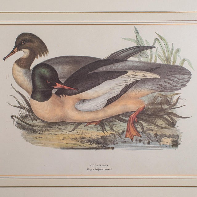 Beige Pair of Antique Duck Pictures, Framed Wildlife Art Prints, Lithograph, Victorian For Sale - Image 8 of 12
