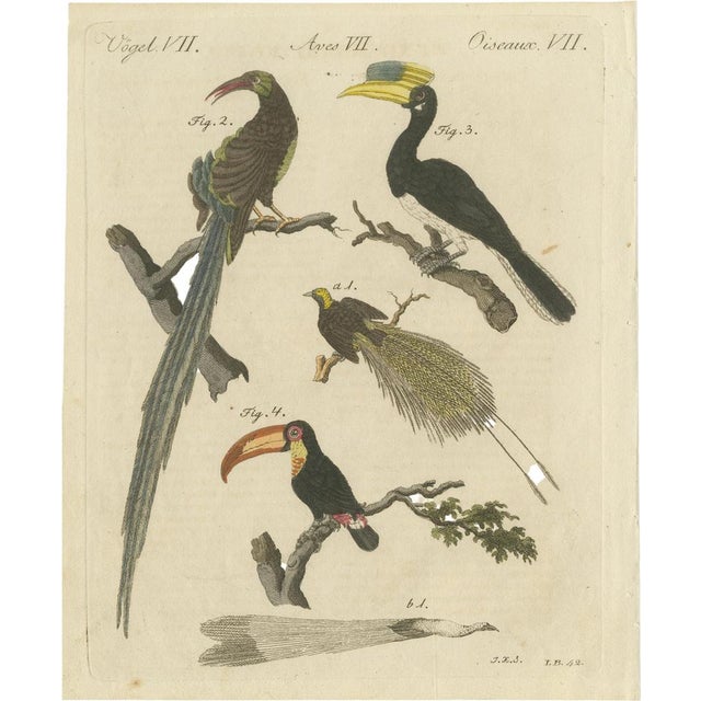 Bertuch, Toucan, Hornbill and Birds of Paradise, 1790, Engraving For Sale - Image 10 of 10