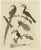 Bertuch, Toucan, Hornbill and Birds of Paradise, 1790, Engraving For Sale - Image 10 of 10