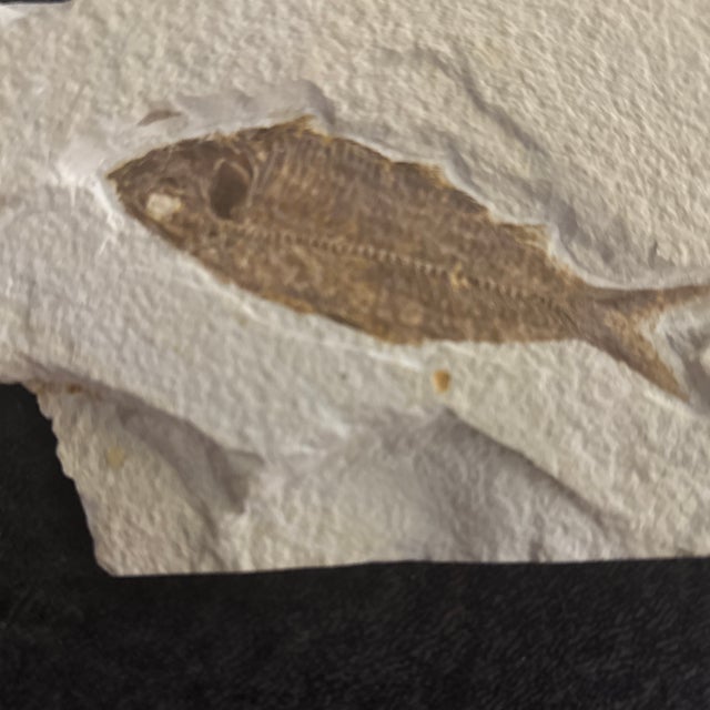 2020s Fossilized Knightia Eocaena From the Green River Formation With Coa and Stand For Sale - Image 5 of 5